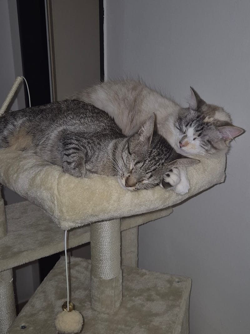 Lyra y Gaara