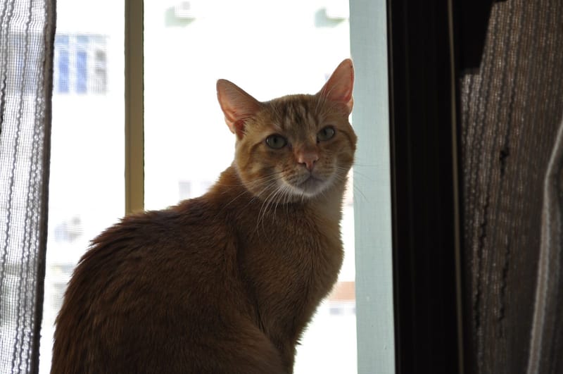 Tom
