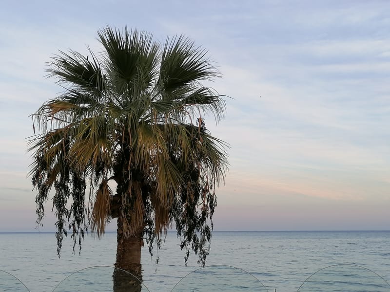 Solanto