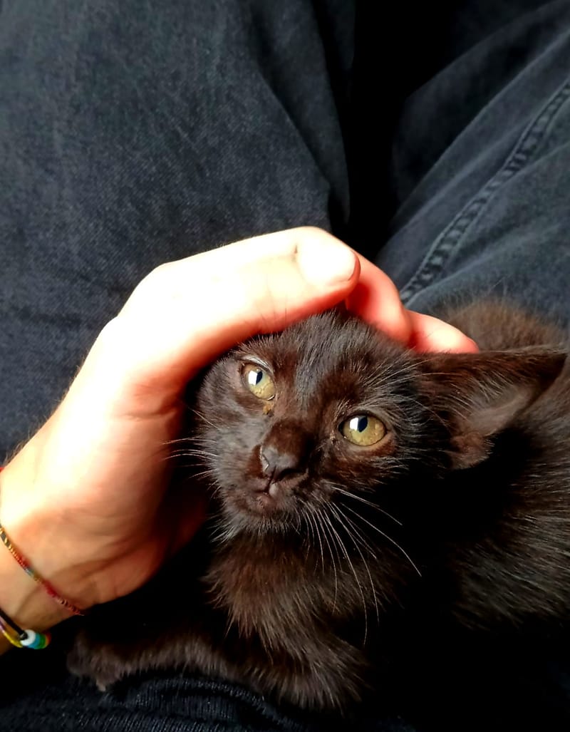 Gato